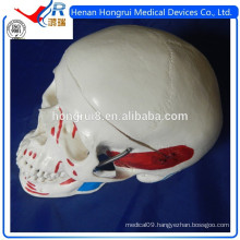 ISO Deluxe Adult Skull Model with colored muscles